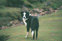 sml-kandy-edit.jpg (9877 bytes)