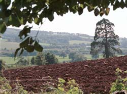 sml-treeAndPloughedField-edit.jpg (18779 bytes)