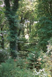 sml-trees-edit.jpg (24024 bytes)