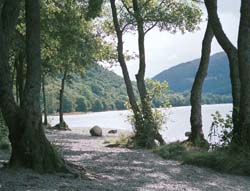 sml-treesandlake-edit.jpg (18283 bytes)